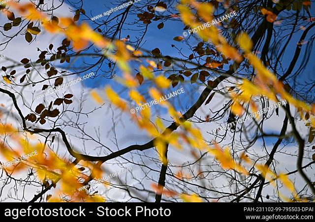 01 November 2023, Brandenburg, Bremsdorf: Autumnal colorful leaves and branches reflect in the water of the Großer Treppelsee in the nature park Schlaubetal