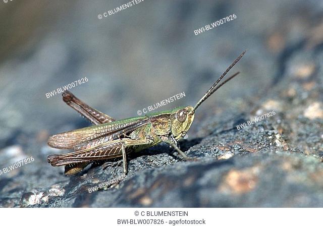 meadow grasshopper Chorthippus dorsatus, male, Sep 97