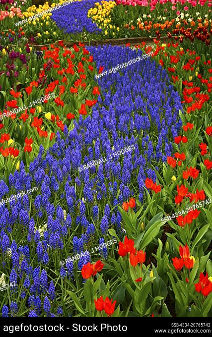 Trail of Grape Hyacinth in the Tulips C/O Roozengaarde in During the Tulip Festival in Skagit Valley Washington