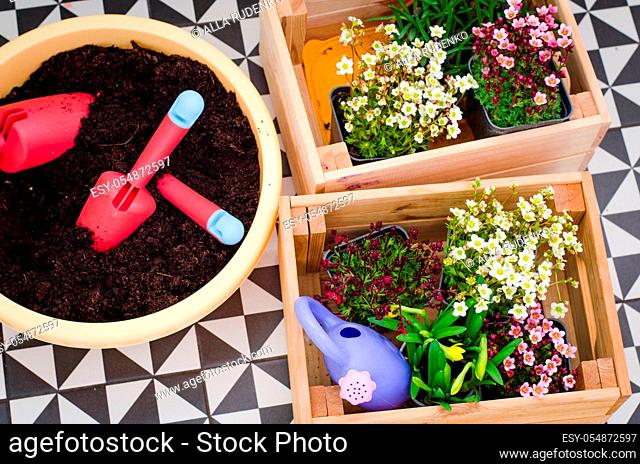 Gardening tools and seedling of spring flowers for planting on flowerbed in the garden, patio or terrace. Gardening concept