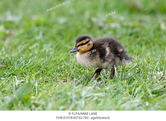 Mallard Duck (Anas platyrhynchos) duckling, standing on grass, Northumberland, England, May