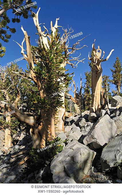 weathered ancient bristlecone pine pinus longaeva at Mount Wheeler, Great Basin National Park, Nevada, USA, North America