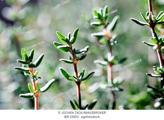 DEU, Germany : Plant. Thym, Thymus vulgaris