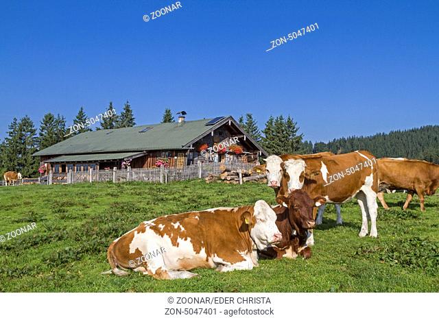 Kühe vor der Kreuzbergalm in den Tegernseer Alpen