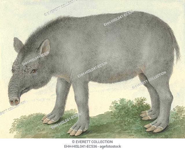 Tapir, by Isaac van Haastert, 1825, Dutch watercolor painting. Tapirs habitat is in the forests and jungles of South and Central American and Southeast Asia