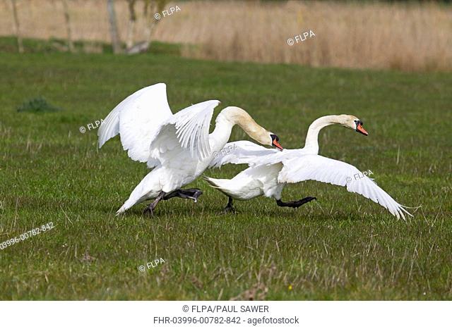 Mute Swan Cygnus olor two adult males, fighting, dominant male chasing other from territory, Suffolk, England, april
