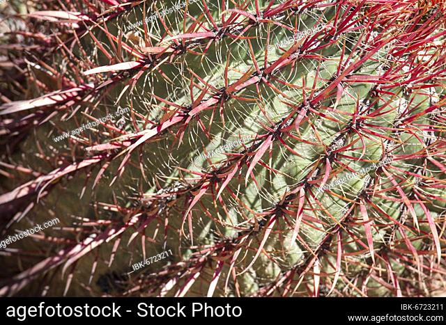 Detail of the biznaga cactus outside, green, cactus, succulent