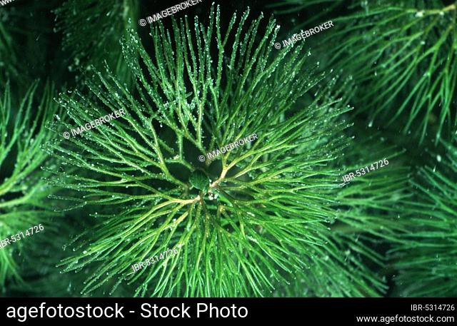 Thread-leaved Water Crowfoot, Baden-Württemberg, hairy-leaved buttercup (Ranunculus trichophyllus), quarry pond, Baden-Württemberg, hairy-leaved, underwater