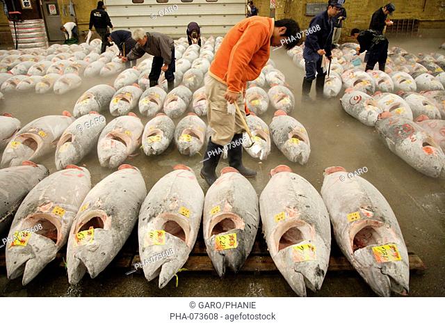Frozen tuna fish for sale at Tsukiji fish market, Tokyo, Japan. Quality control before sale