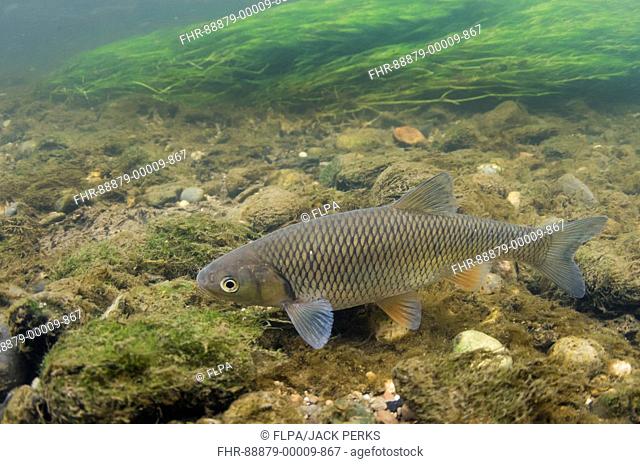 Chub (Squalius cephalus) subadult, curious chub comes in for a look, Nottinghanshire, England, June
