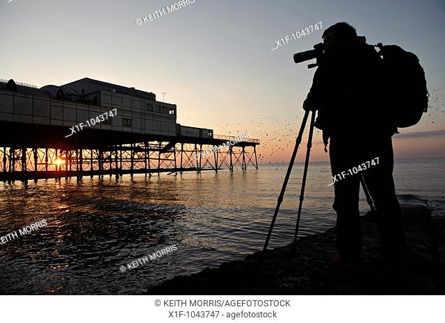 Professional Photographer Jerry Moore photographing starlings roosting at sunset  Aberystwyth pier, west wales UK