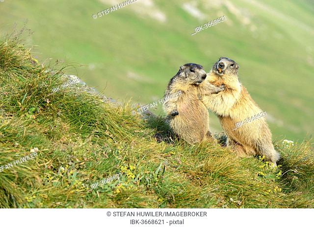 Two Alpine Marmots (Marmota marmota), fighting with each other, Grossglockner, Hohe Tauern National Park, Tyrol, Austria