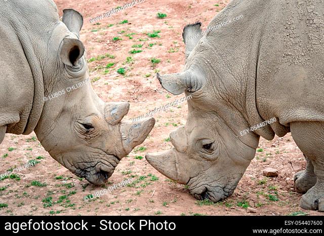 Southern white rhinoceros (Ceratotherium simum simum). Critically endangered animal species