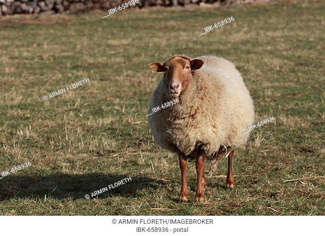 Coburger Fuchsschaf or Coburg Fox breed of sheep (Ovis gmelini aries)