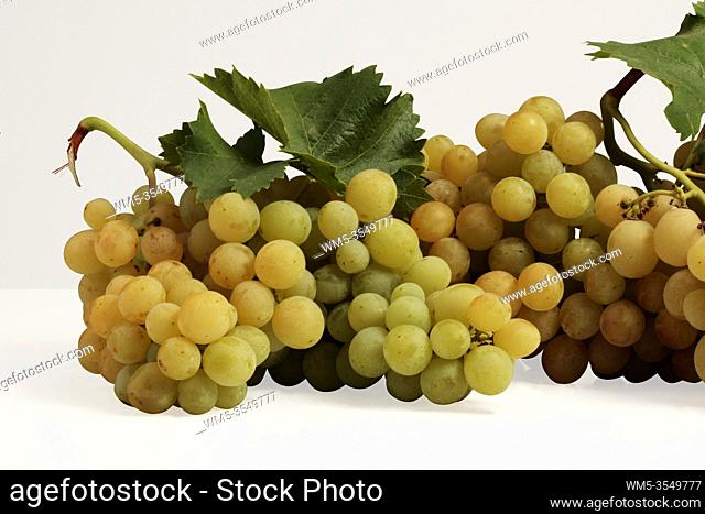 Sicily winescape, ""uva Italia"". Canicattì, Sicily