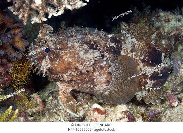 Banded Toadfish, Halophryne diemensis, Raja Ampat, West Papua, Indonesia