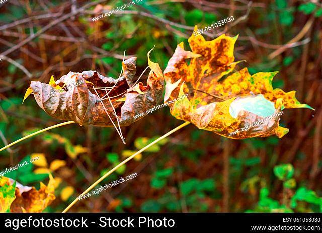 autumn leaves, autumn background, red foliage on trees