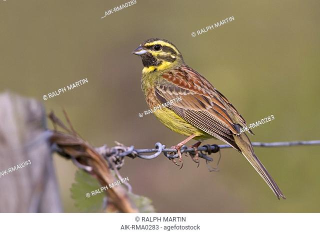 Adult male Cirl Bunting (Emberiza cirlus) in Germany. Sitting on wire from a fence