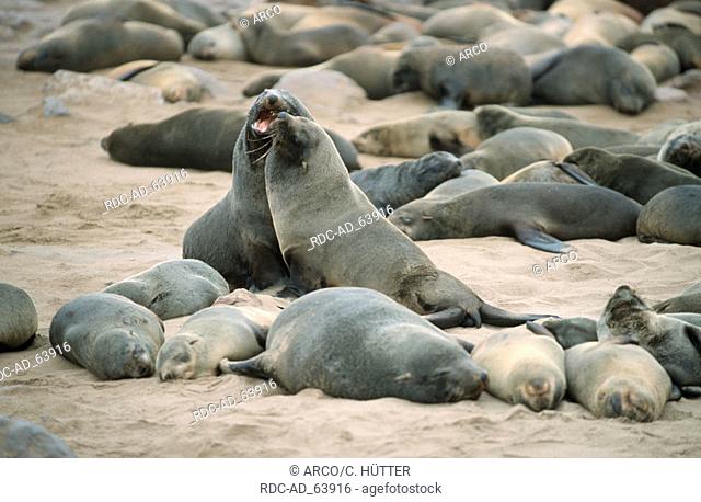 South African Fur Seals young bulls quarreling Cape Cross Namibia Arctocephalus pusillus