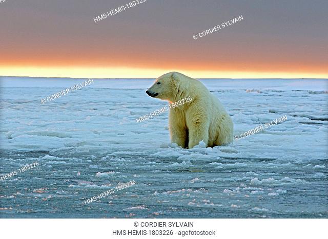 United States, Alaska, Arctic National Wildlife Refuge, Kaktovik, One sub adult polar bear in slush ice at sunset along a barrier island outside Kaktovik