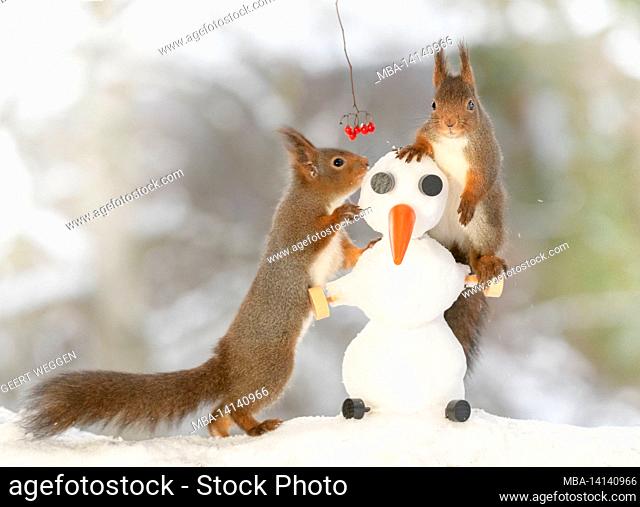 red squirrels standing around a snowman