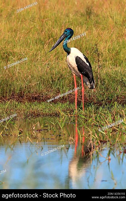 black-necked stork (Ephippiorhynchus asiaticus) Queensland , Australia