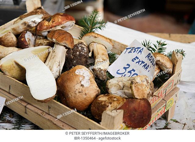 Mushrooms in wooden crates at the vegetable market in Ventimiglia, province of Imperia, Liguria region, Riviera dei Fiori, Mediterranean Sea, Italy, Europe