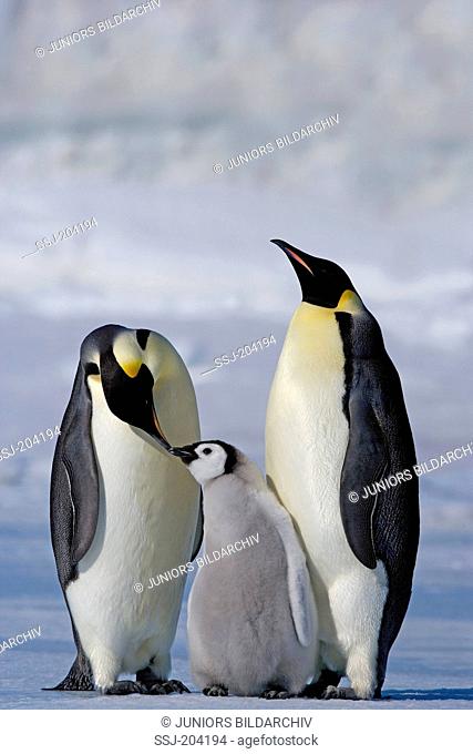 Emperor Penguin (Aptenodytes forsteri). Parent birds with chick. Snow Hill Island, Antarctica
