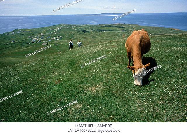 Iles de la Madeleine. Entry Island. Cow. Brown/ white face. Head down grazing
