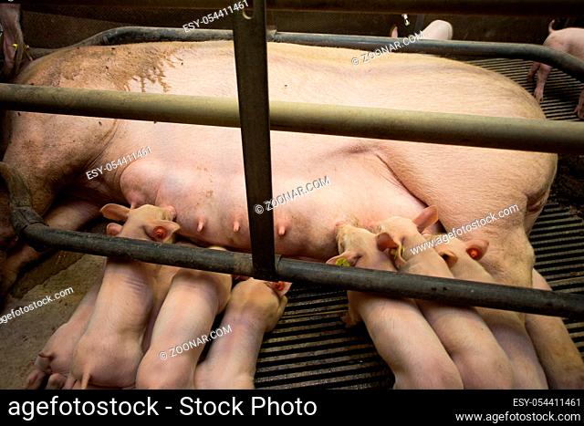 Mother pig locked in a cage with her piglets on a breeding farm animals