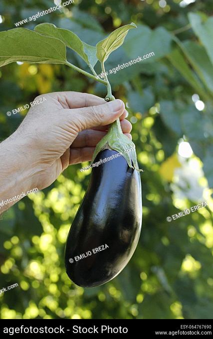 Aubergine or eggplant