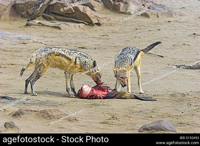 Black-backed Jackals (Canis mesomelas) at carcass of South African Fur Seal (Arctocephalus pusillus), Cape Cross, Namibia, Africa