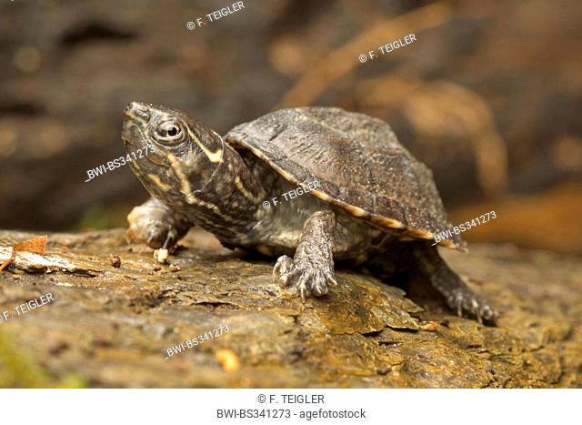 Common Musk Turtle, Stinkpot Turtle (Sternotherus odoratus, Kinosternon odoratum), on a stone