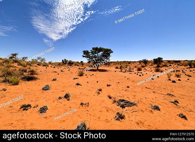 Reddish sandy soil and resistant vegetation characterize the landscape in the Namibian province of Hardap, taken on February 23, 2019