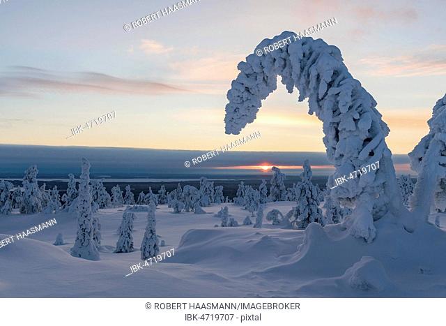 Snow-covered trees, winter landscape, Riisitunturi National Park, Posio, Lapland, Finland