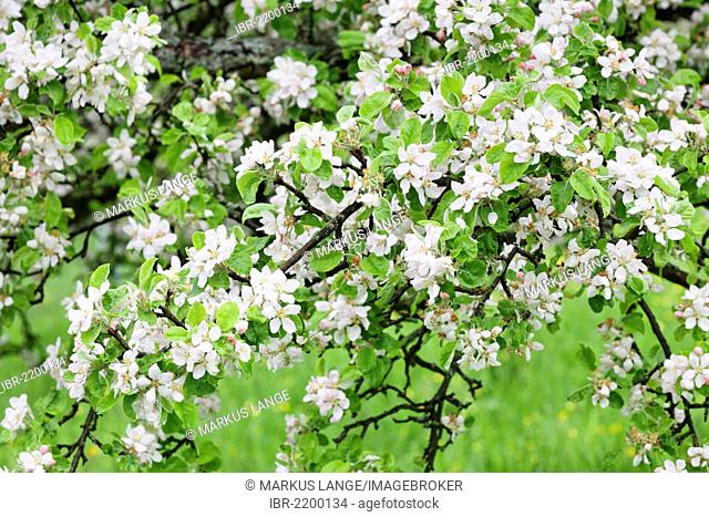Branches with fruit tree blossoms, Baden-Wuerttemberg, Germany, Europe