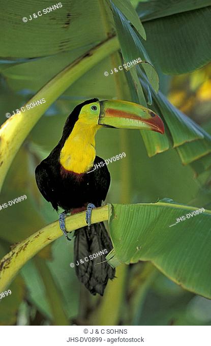 Keel Billed Toucan Ramphastos sulfuratus Honduras Central America South America
