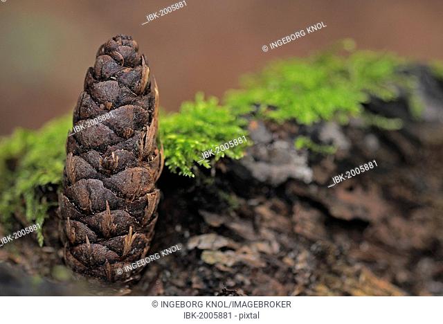 Pine cone of the Korean Fir (Abies koreana) in a forest, autumn motif