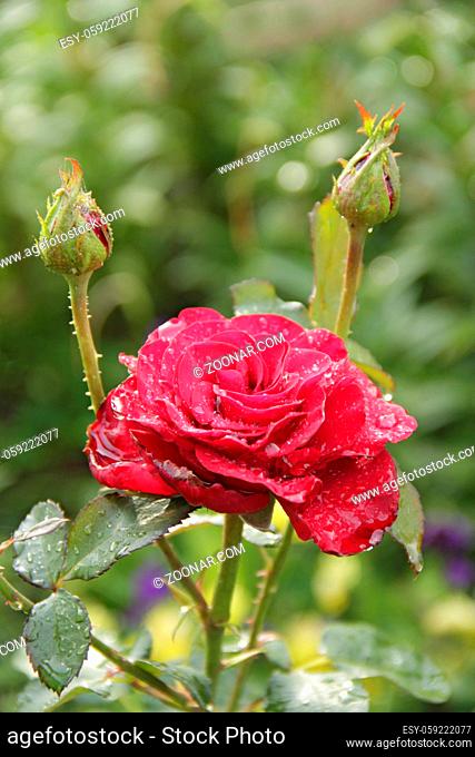 Red rose blossoming in garden after rain. Beautiful flower closeup blooming in garden. Beautiful flower of rose covered rainy droplets blooming in summer