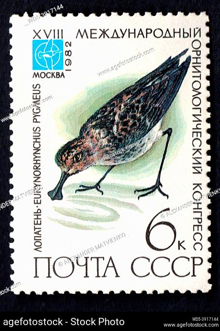 USSR - CIRCA 1982: stamp printed by USSR, shows bird black crane, devoted 18th Ornithological Cong. Image of Eurynorhynchus Pygmeu