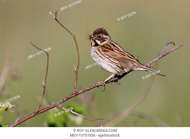 Reed Bunting - female - approaching nest carrying a crane fly and grubs in mouth for the chicks (Emberiza schoeniclus)