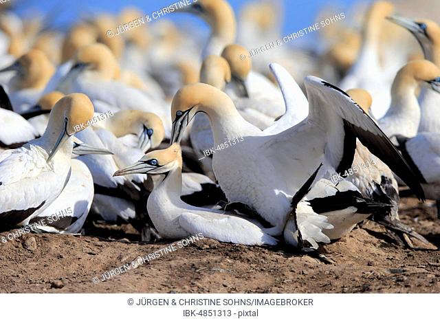 Cape Gannet (Morus capensis), pair mating in bird colony, social behaviour, Lamberts Bay, Western Cape, South Africa