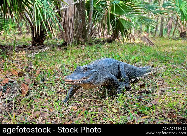 'High walking' alligator (Alligator mississippiensis), central Florida, USA