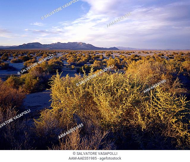 The Black Rock Desert and Calico Hills, Black Rock Desert National Conservation Area, Nevada #2