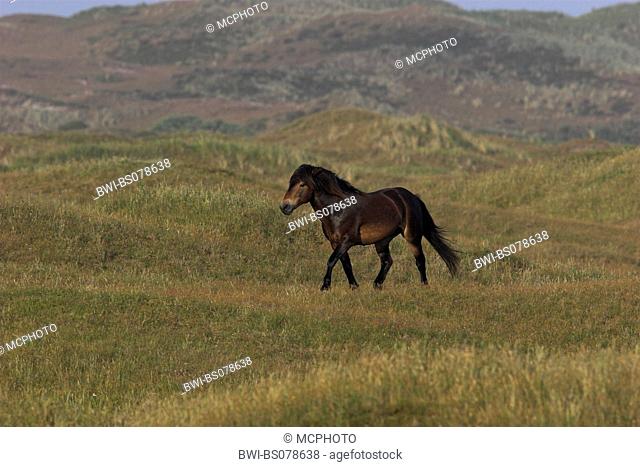 Exmoor pony (Equus przewalskii f. caballus), stallion waling over pasture, Netherlands, Texel