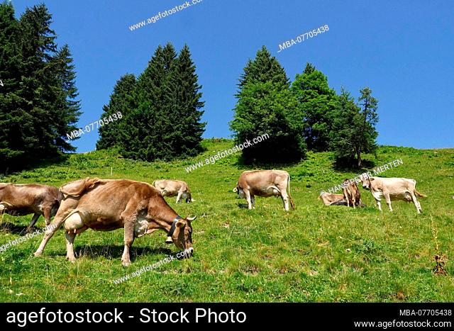 Cows on the mountain pasture at the Söllereck near Oberstdorf, Allgäu, Swabia, Bavaria, Germany