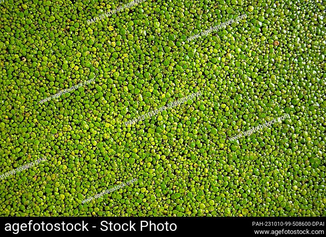 PRODUCTION - 04 October 2023, Lower Saxony, Vechta: duckweed, also known as duckweed, is cultivated in a water basin. In the EU-funded ""ReWali"" project