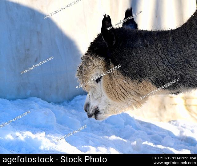 12 February 2021, Brandenburg, Schönwalde-Glien/OT Pausin: An alpaca stands in its snowy enclosure near the entrance to the village