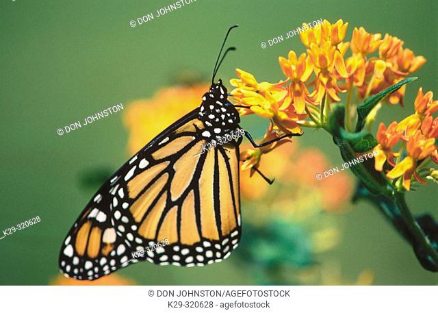 Monarch Butterfly (Danaus plexippus) on orange butterflyweed