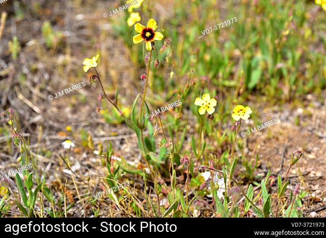 Annual rockrose or spotted rockrose (Tuberaria guttata or Helianthemum guttatum) is an annual plant native to Mediterranen region and British Islands